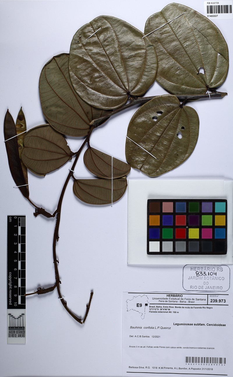 Bauhinia corifolia photo 5