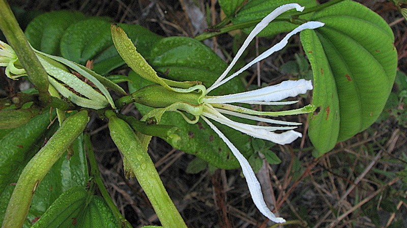 Bauhinia corifolia