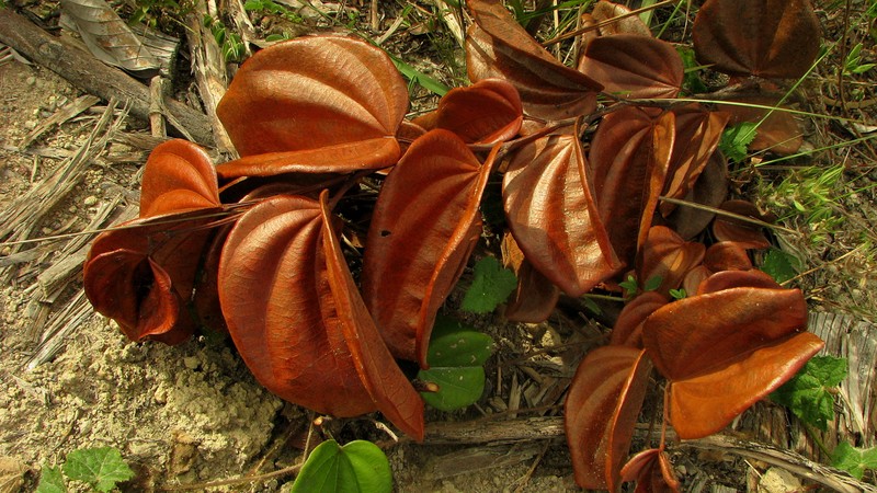 Bauhinia corifolia photo 6