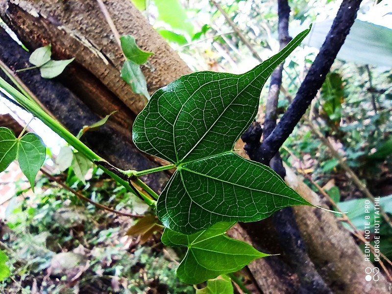 Phanera photo 2