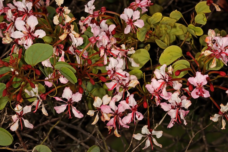 Phanera photo 4