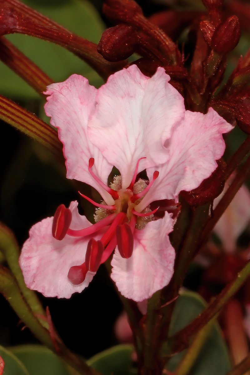 Phanera photo 8