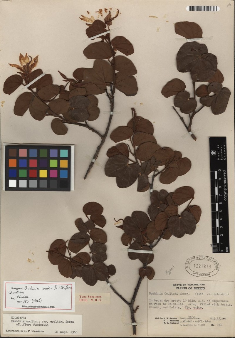 Bauhinia coulteri var. coulteri
