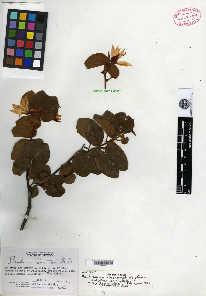 Bauhinia coulteri var. coulteri photo 2