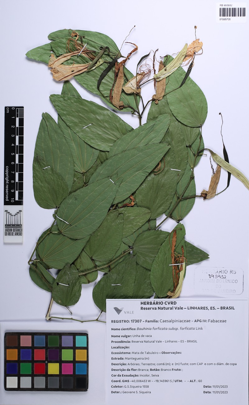 Bauhinia forficata subsp. forficata