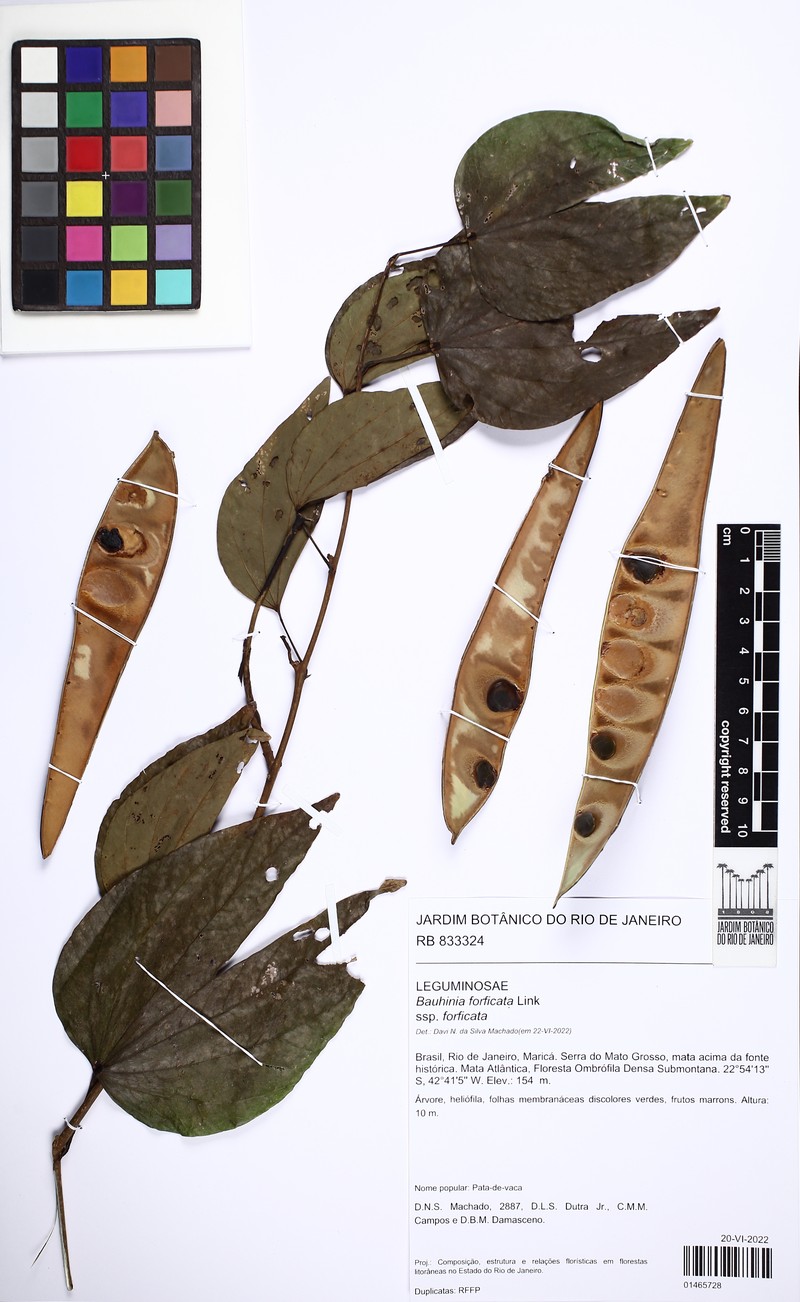 Bauhinia forficata subsp. forficata photo 2