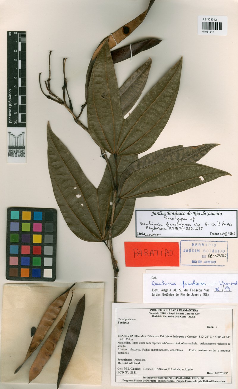 Bauhinia funchiana