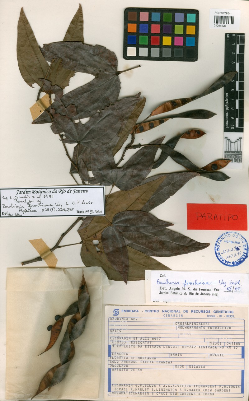 Bauhinia funchiana photo 2