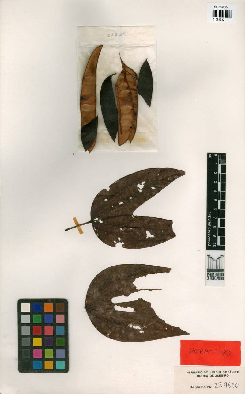 Bauhinia funchiana photo 3