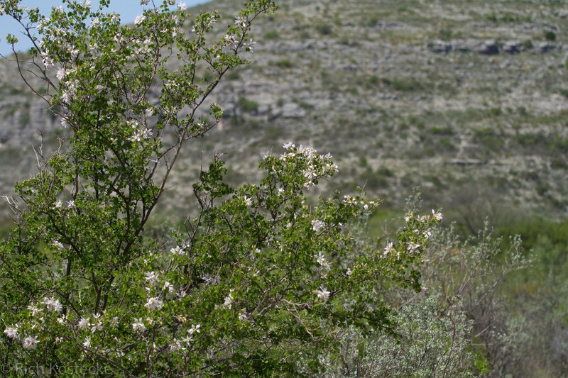 Texasplume photo 4