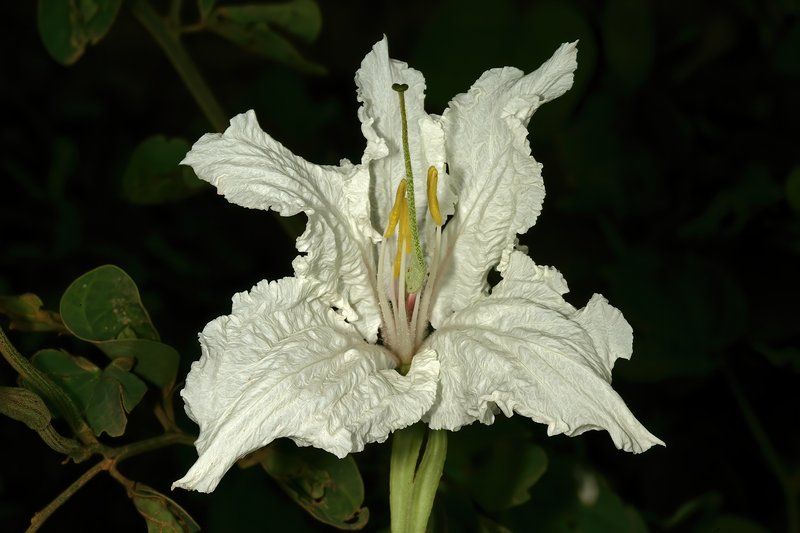 Bauhinia macrantha