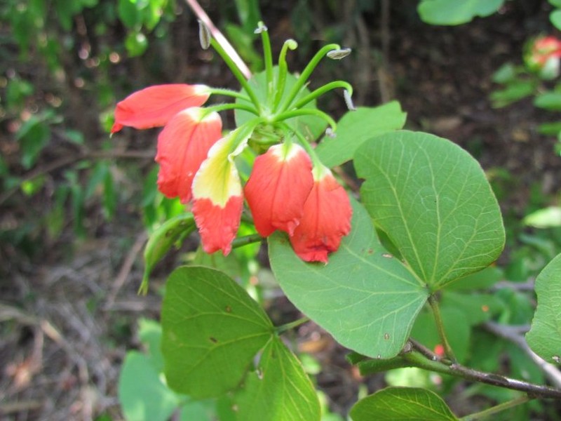 Bauhinia madagascariensis subsp. madagascariensis