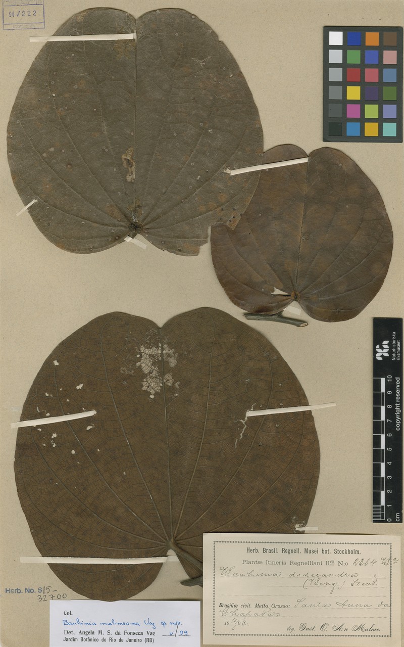 Bauhinia malmeana