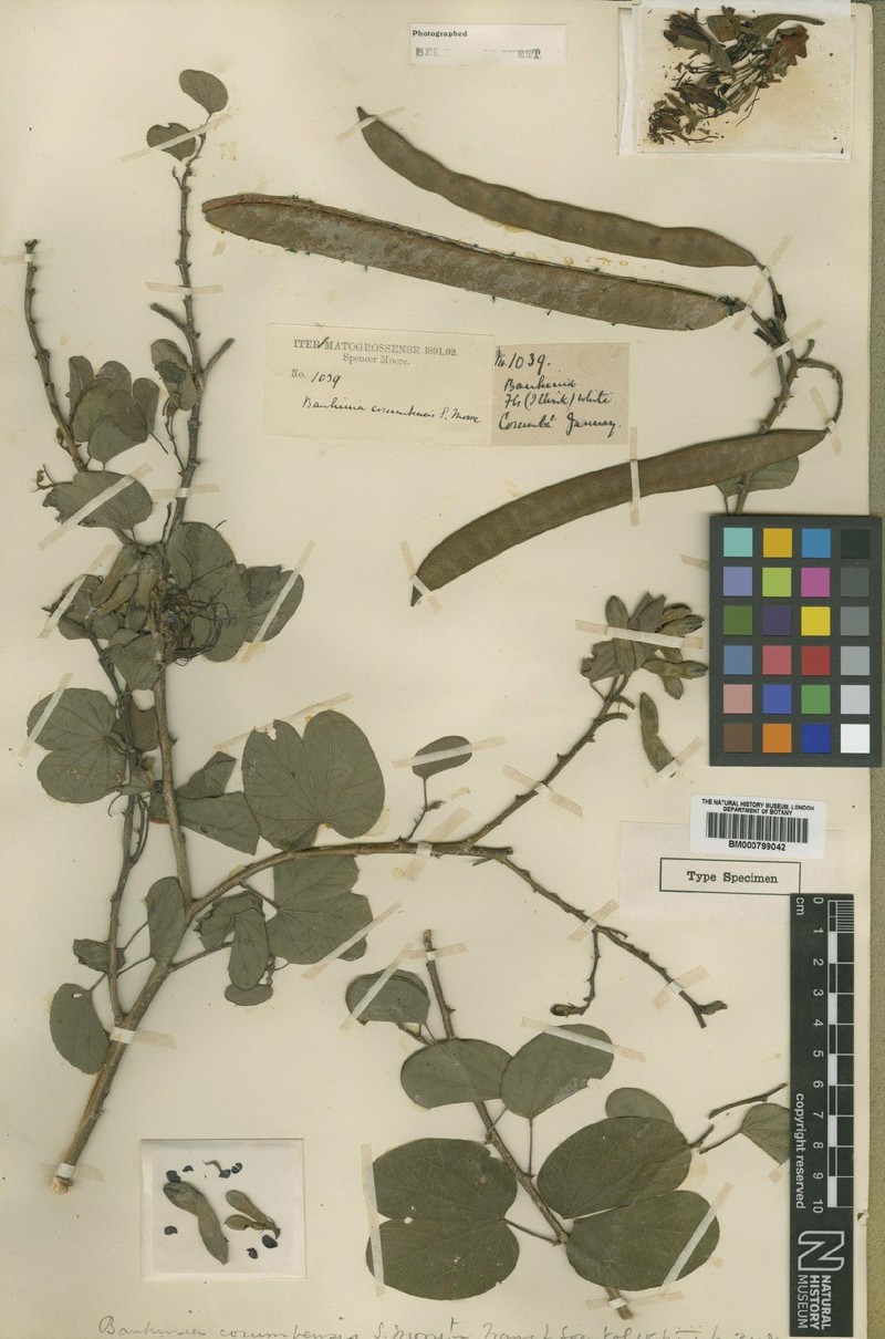 Bauhinia mollis var. mollis