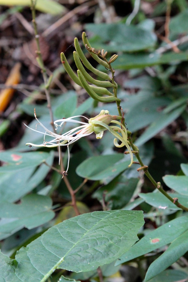 Petite Flamboyant Bauhinia