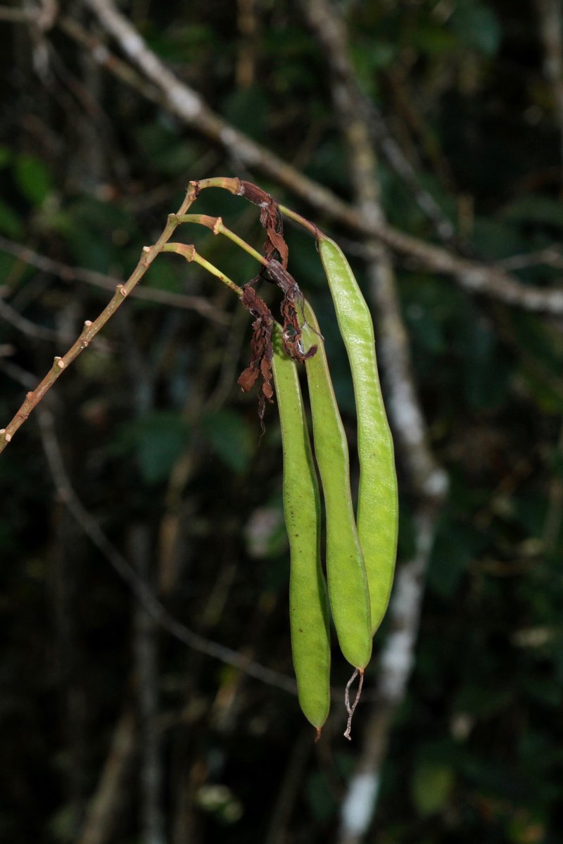 Petite Flamboyant Bauhinia photo 3