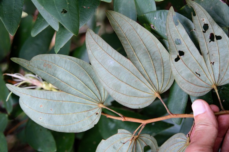 Petite Flamboyant Bauhinia photo 4