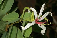 Bauhinia petersiana