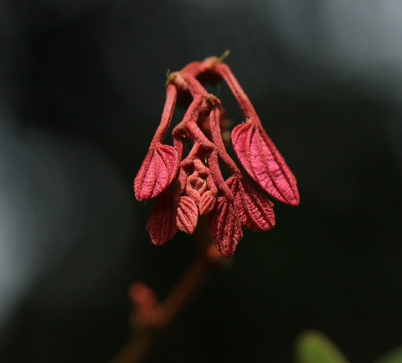 Bauhinia phoenicea