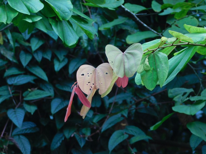 Bauhinia phoenicea photo 2