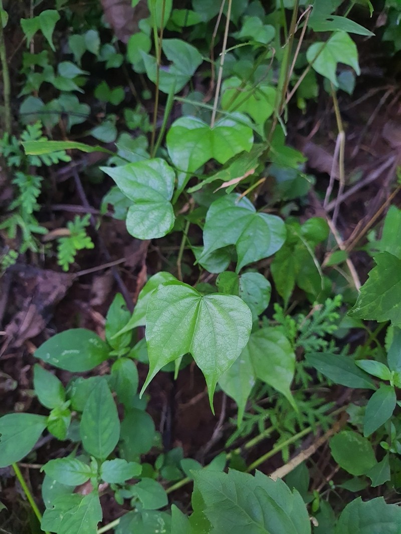 Bauhinia phoenicea photo 3