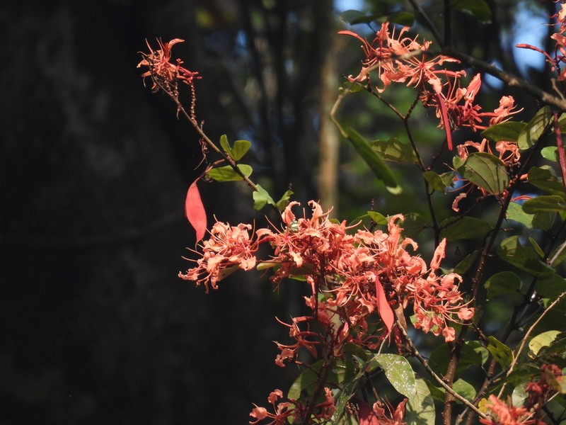 Bauhinia phoenicea photo 4