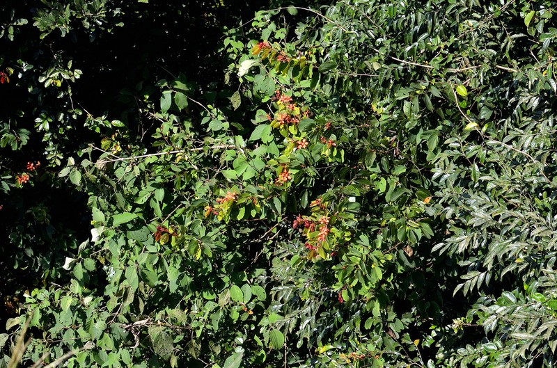 Bauhinia phoenicea photo 5