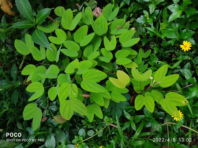 Bauhinia phoenicea photo 6
