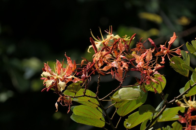 Bauhinia phoenicea photo 7