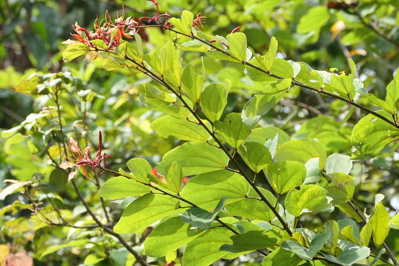 Bauhinia phoenicea photo 8