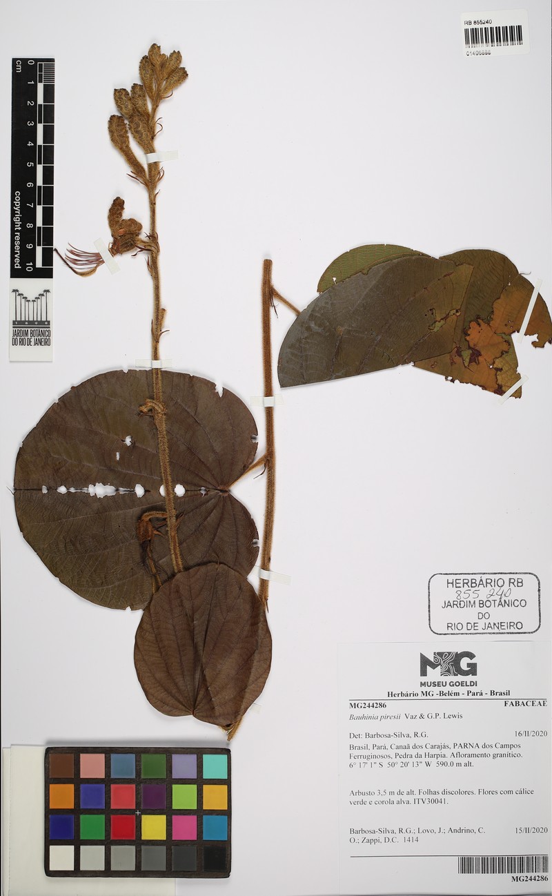 Bauhinia piresii