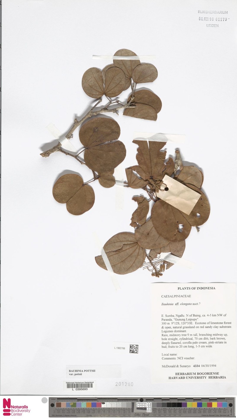 Bauhinia pottsii var. pottsii