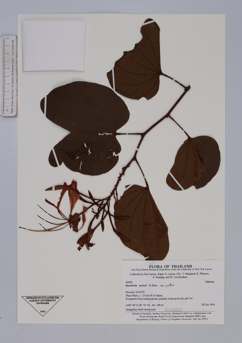 Bauhinia pottsii var. pottsii photo 2