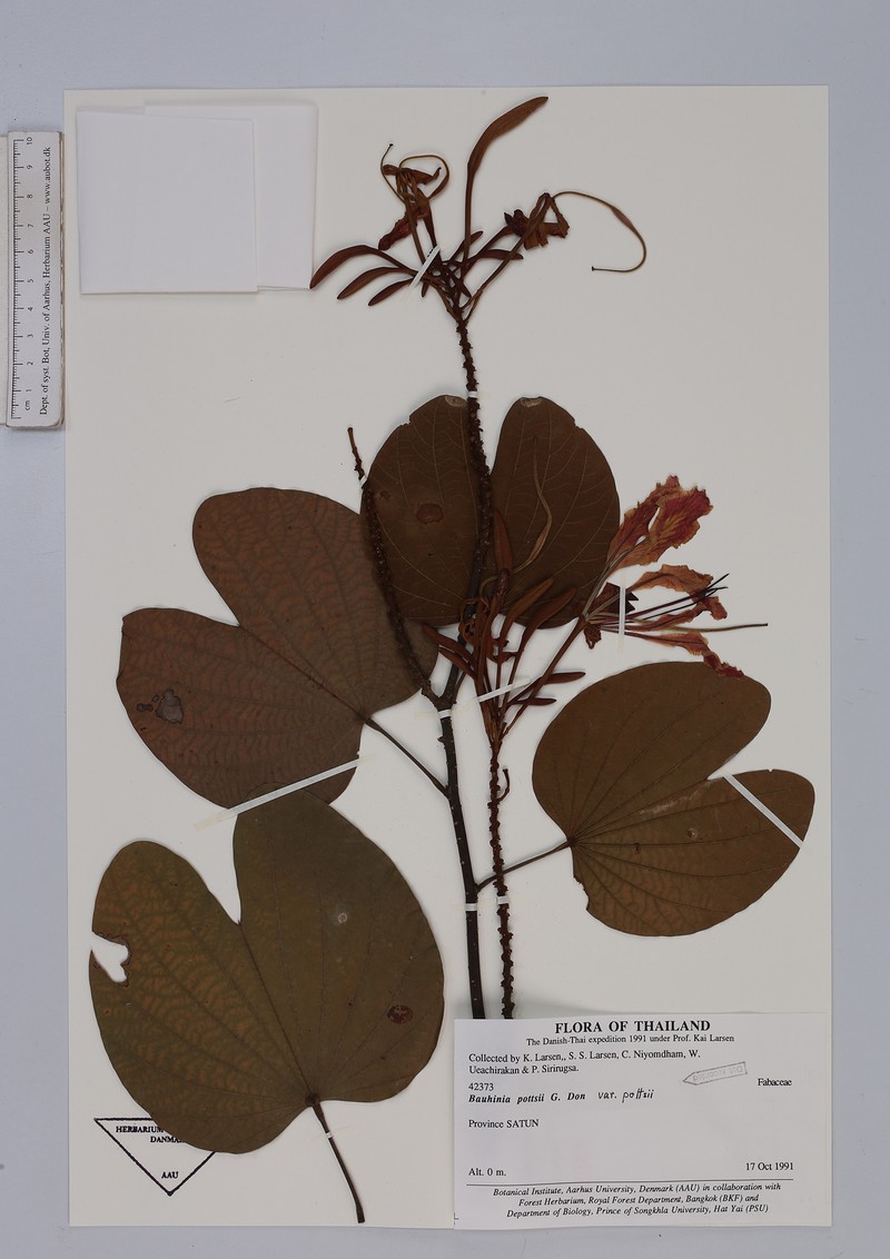 Bauhinia pottsii var. pottsii photo 3