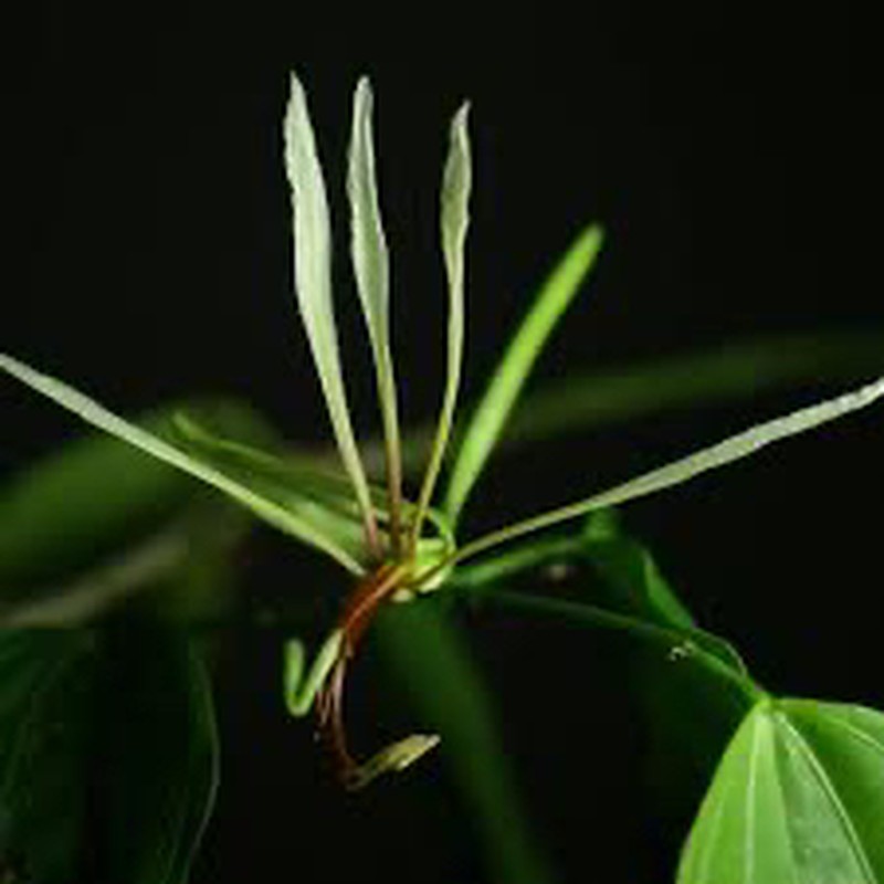 Bauhinia proboscidea