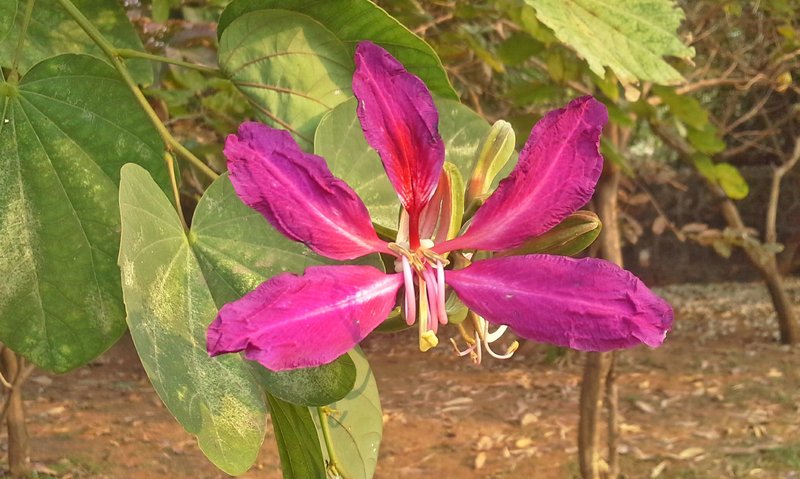Butterfly Tree photo 4