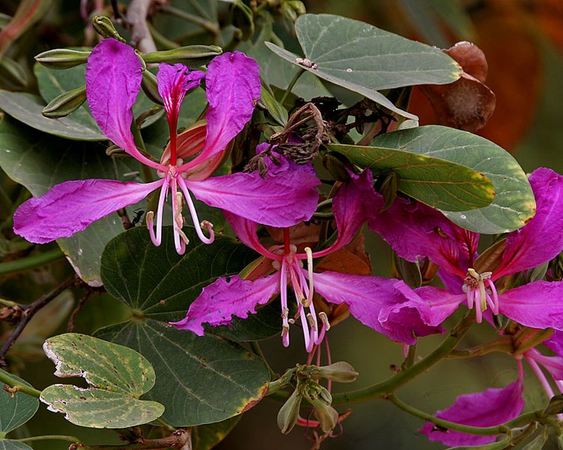 Butterfly Tree photo 5