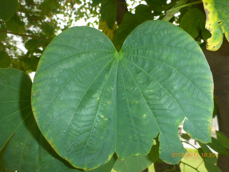 Butterfly Tree photo 6