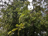 Butterfly Tree