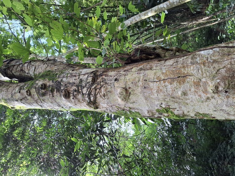 Butterfly Tree photo 7