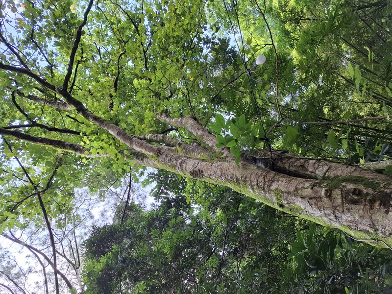 Butterfly Tree photo 8