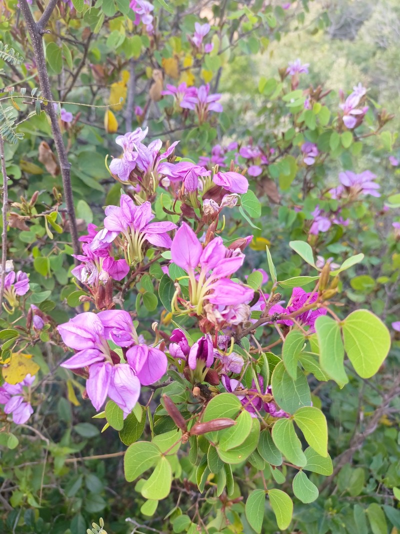 Bauhinia ramosissima var. ramosissima