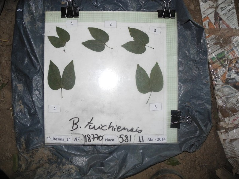 Bauhinia tuichiensis