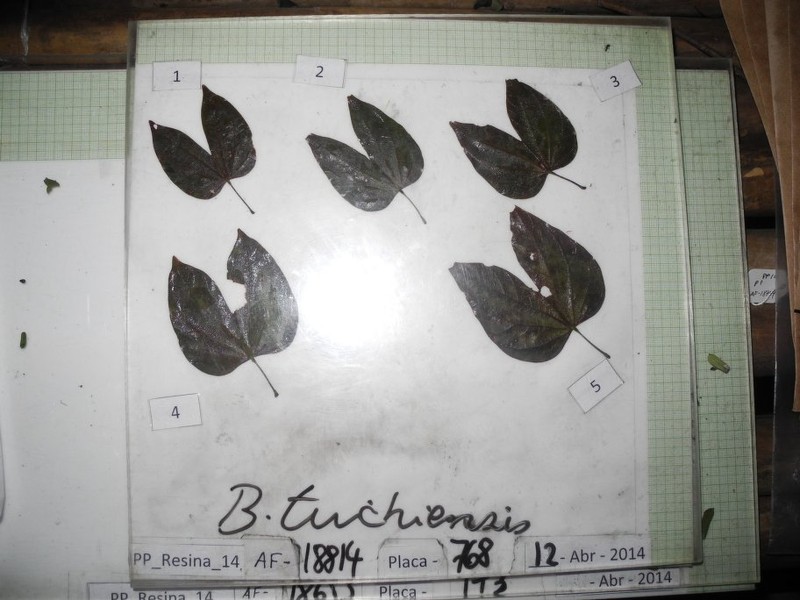 Bauhinia tuichiensis photo 2