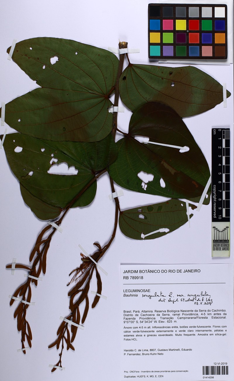 Bauhinia ungulata var. ungulata