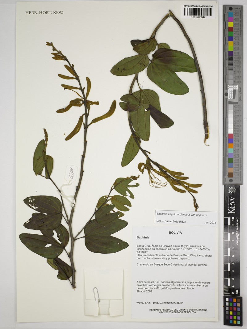 Bauhinia ungulata var. ungulata photo 2