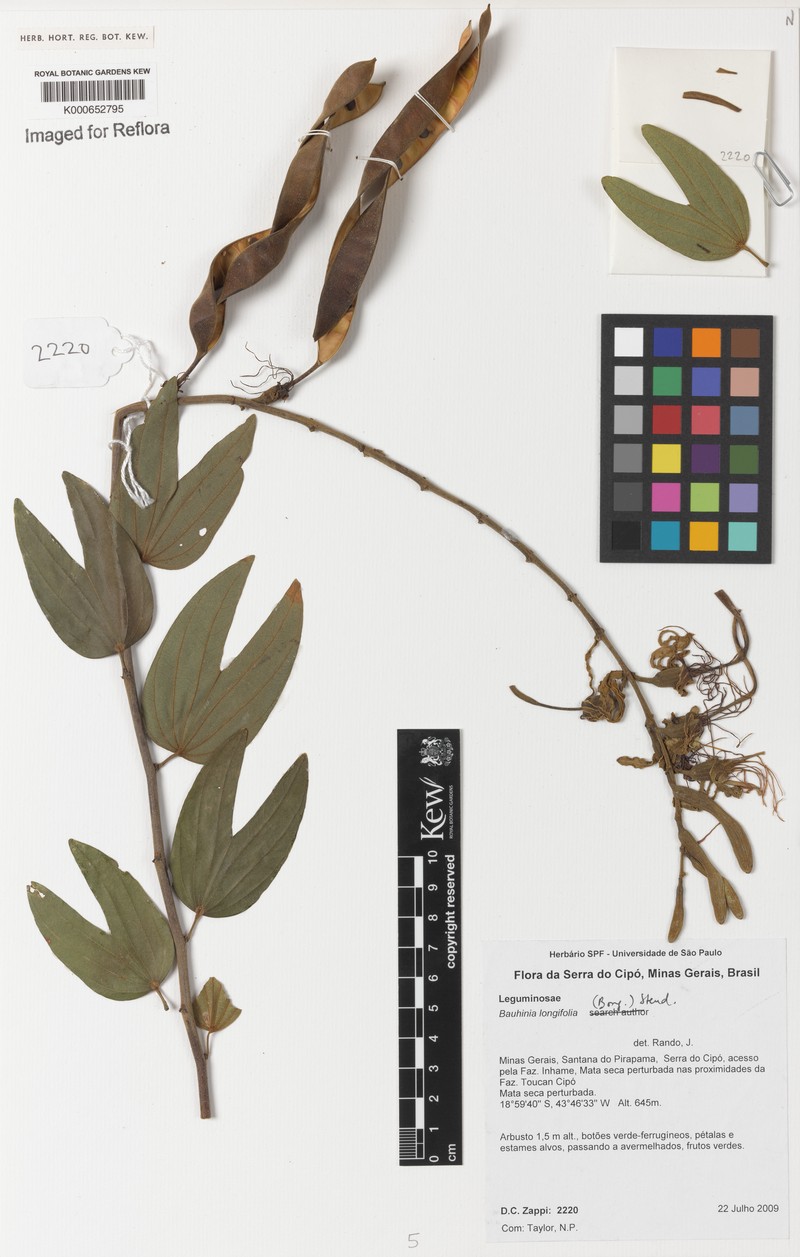 Bauhinia ungulata var. ungulata photo 3