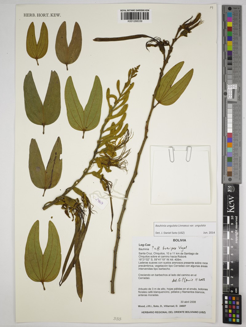 Bauhinia ungulata var. ungulata photo 4