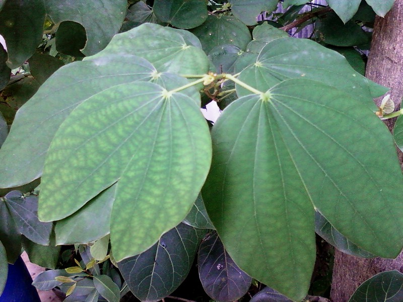 Mountain Ebony photo 5