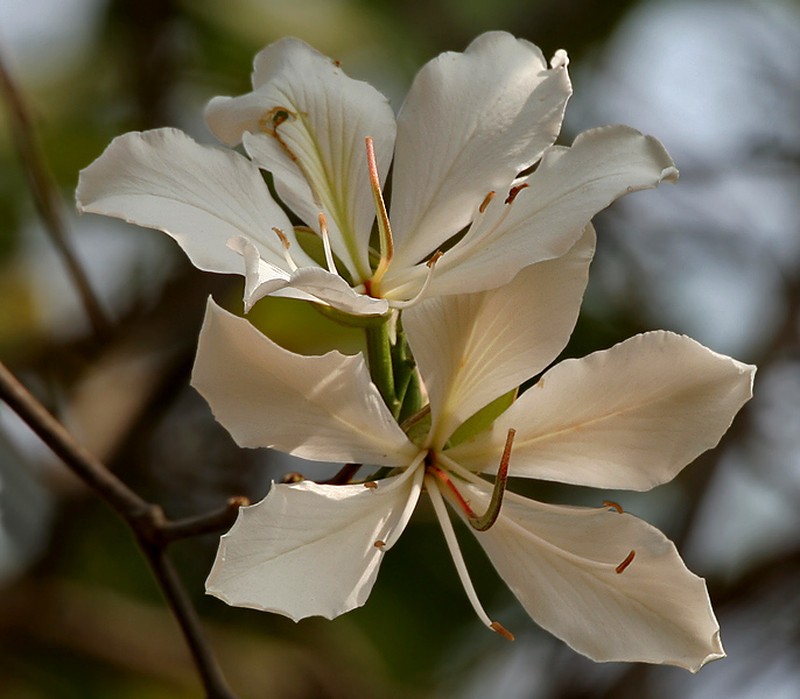 Mountain Ebony photo 7